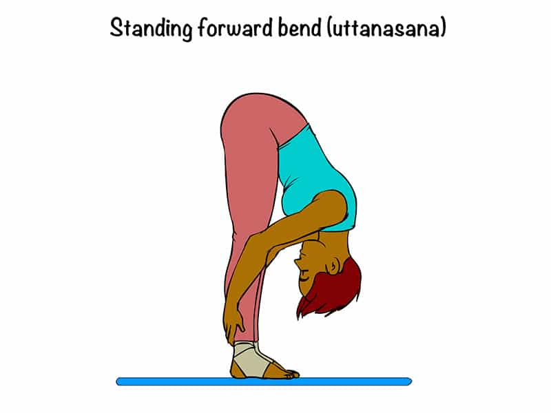 Illustration of yoga pose standing forward bend