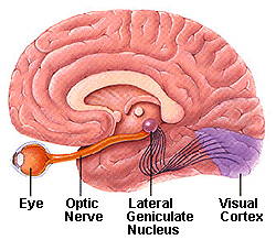 medical illustration showing how the eye and optic nerve connect to the brain
