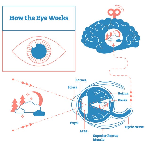 illustration showing how the eye and brain work together to produce vision