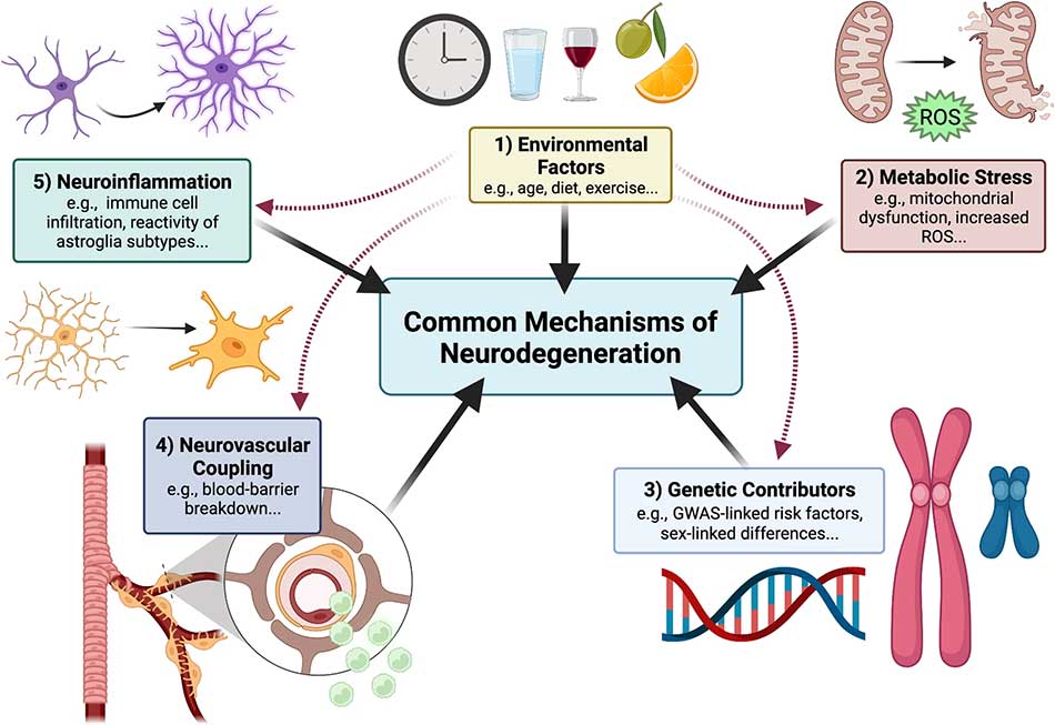 illustration showing common mechanisms of neurodegeneration